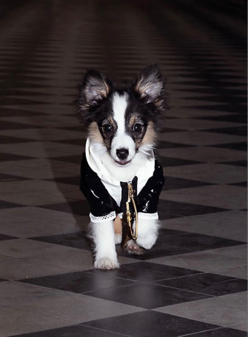 ⭐︎今月限定値下げ⭐︎新品未使用 if nou s イフヌ 犬服