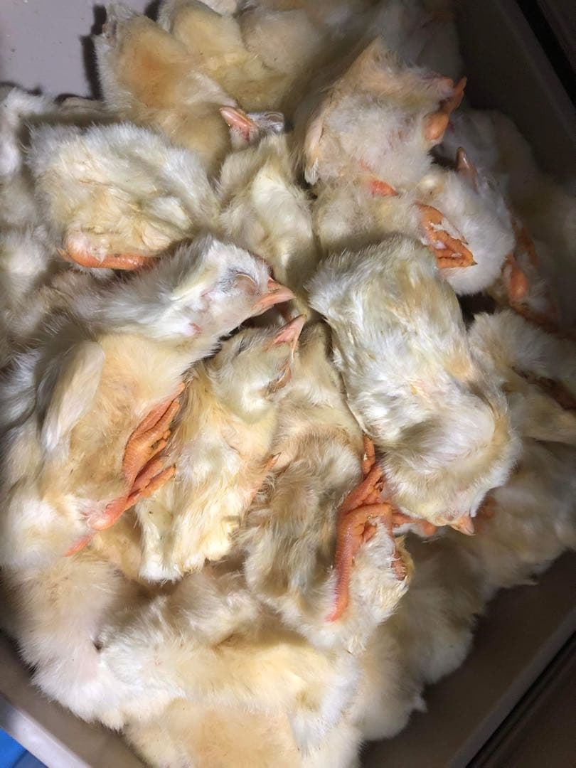 業界最安値‼️冷凍ヒヨコ300羽