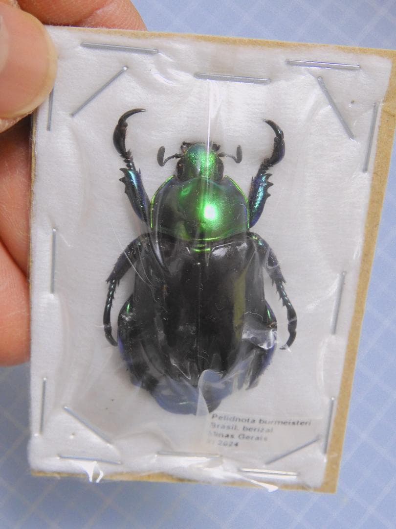 ブラジル産　コウテイアシナガコガネ　30mm