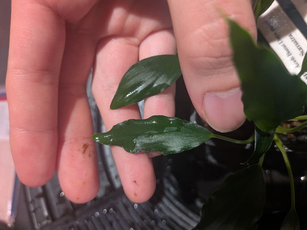 Homalomena sp. Aceh Daya mini 2株 正規タグ付き