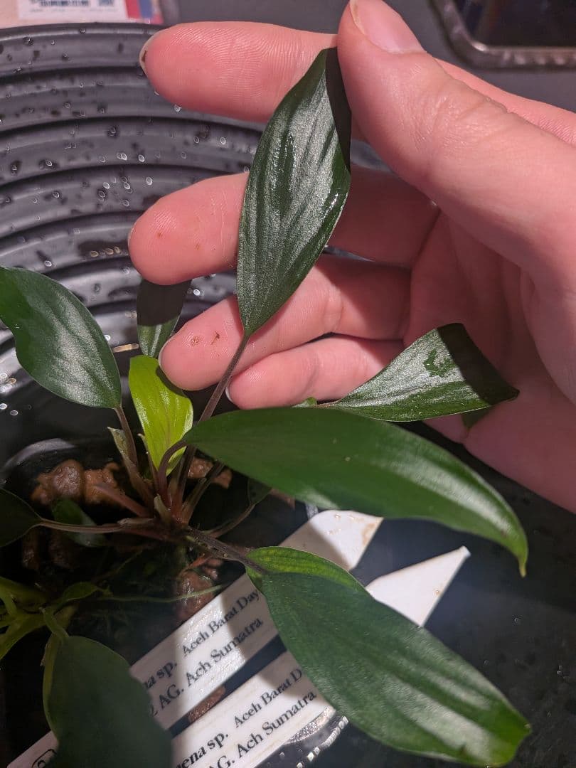 Homalomena sp. Aceh Daya mini 2株 正規タグ付き