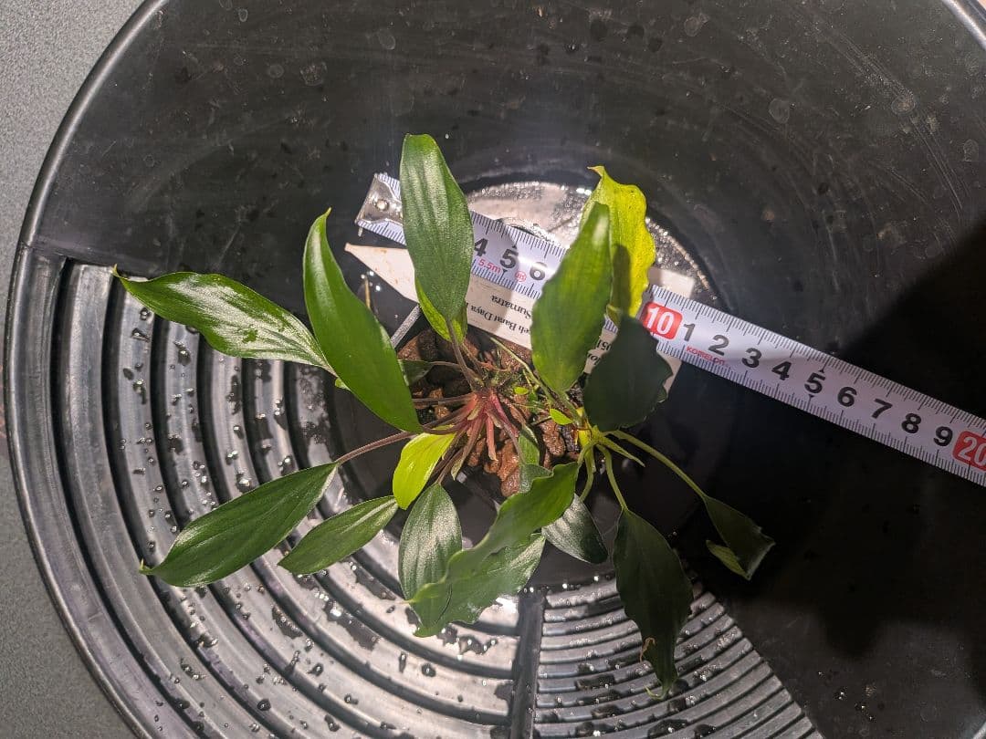 Homalomena sp. Aceh Daya mini 2株 正規タグ付き