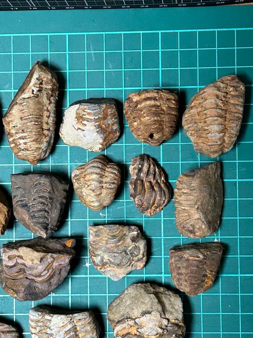 化石　三葉虫の化石