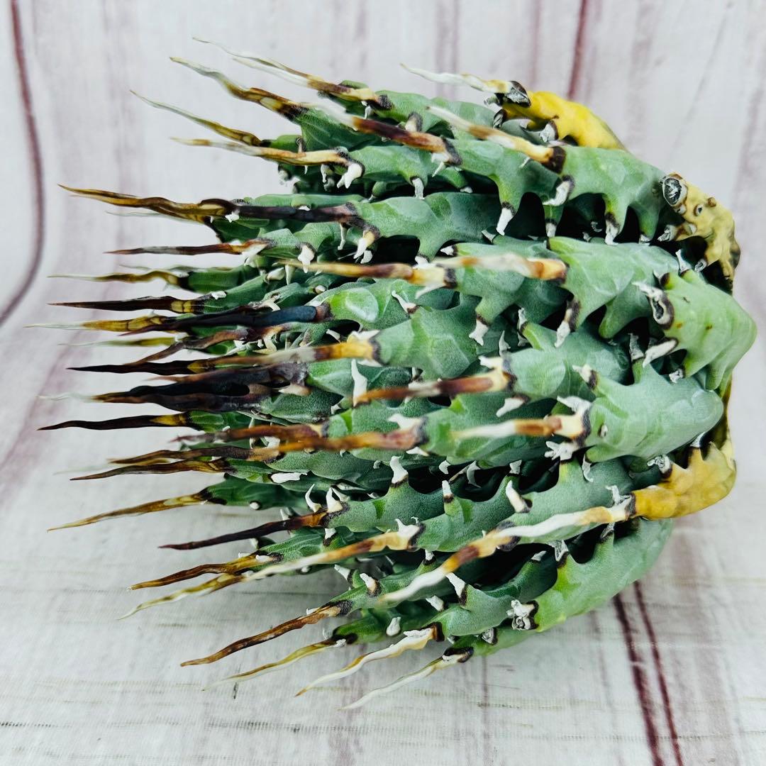 72 アガベ ユタエンシス エボリスピナ 黒棘 短棘 陽炎 ボール型 太棘