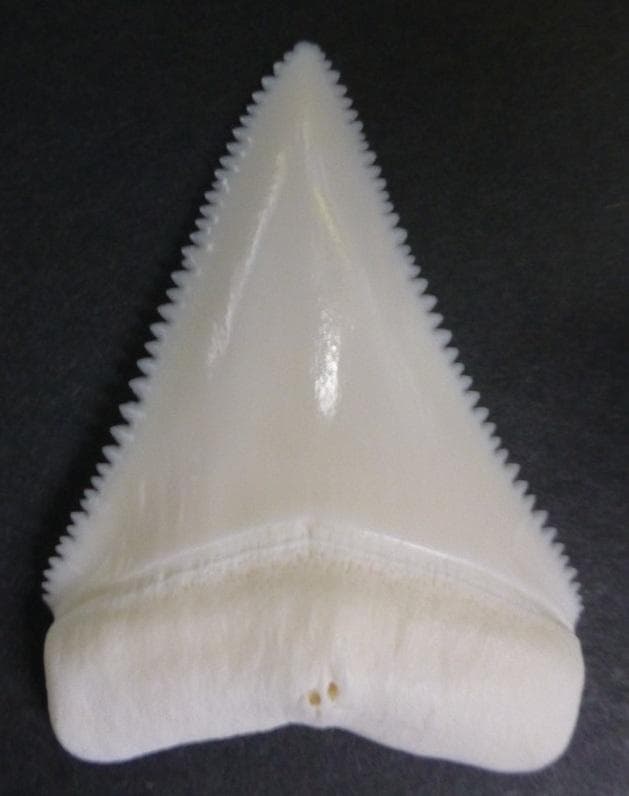 ホホジロザメ（Carcharodon carcharias）の歯 48.1mm