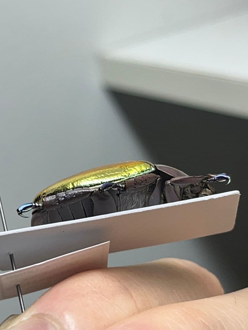 【29mm】多分クリサルギレアプラチナコガネ レッドフォーム標本