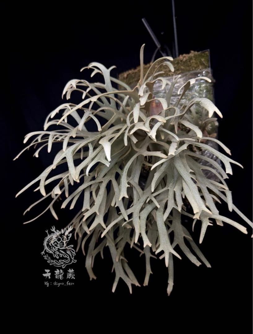 P.willinckii Linea 流線 (HHR) 親株