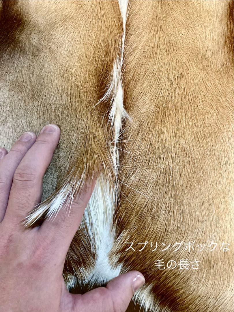 ラグ・カーペット si bubu