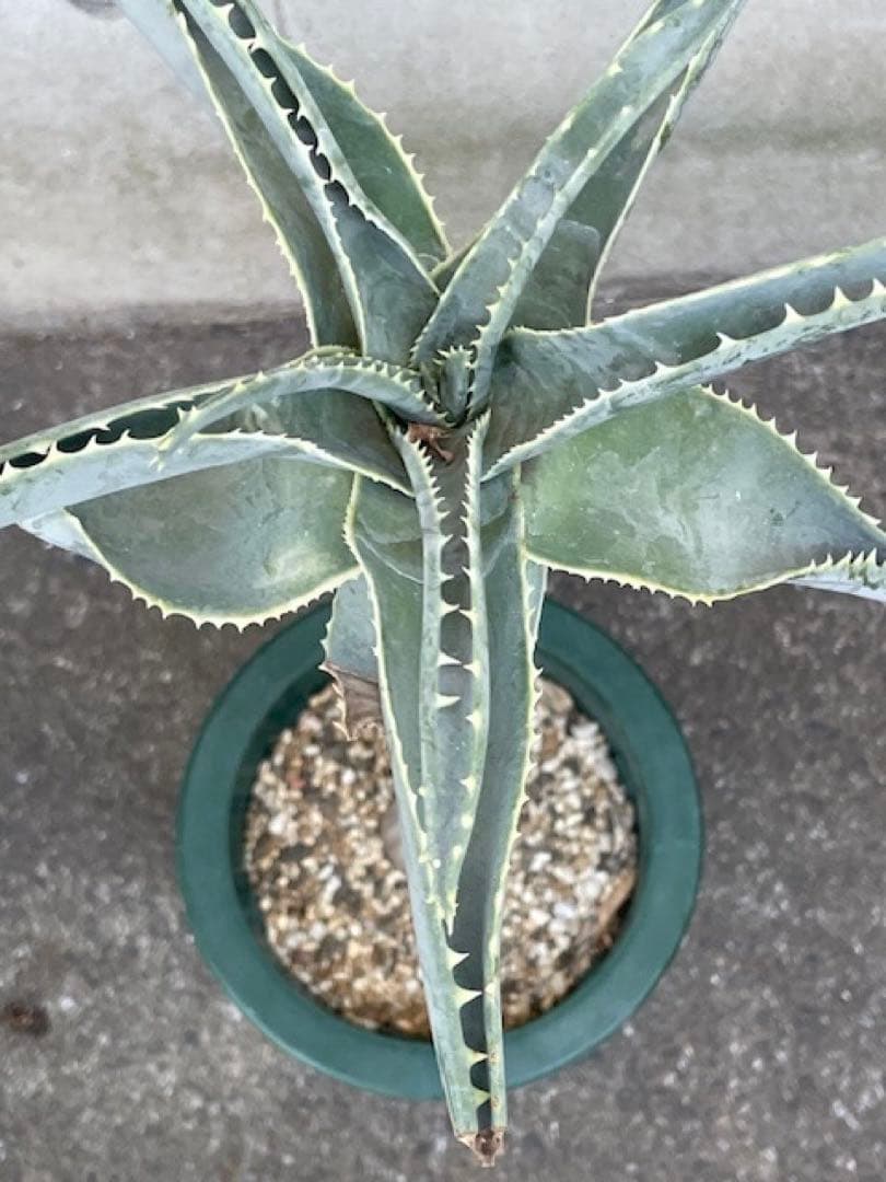 ダスティン■アロエ・ピランシーAloe pillansii/70cm■