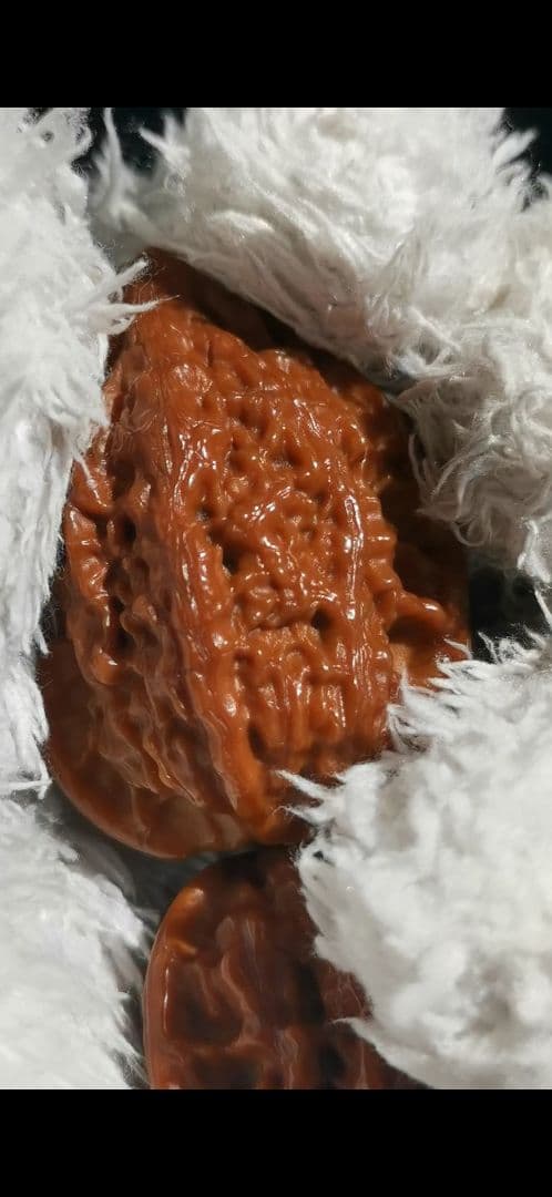 【東京文玩育成】文玩核桃 原樹吸血鬼官帽 32x31x43mm