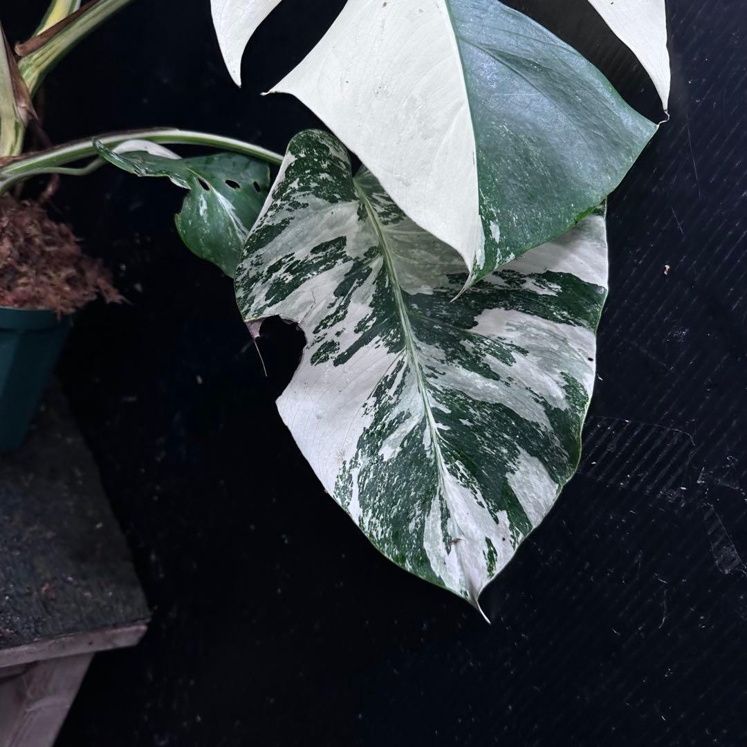梅*様 斑入りモンステラ ホワイトタイガー極美大株54cm白斑多