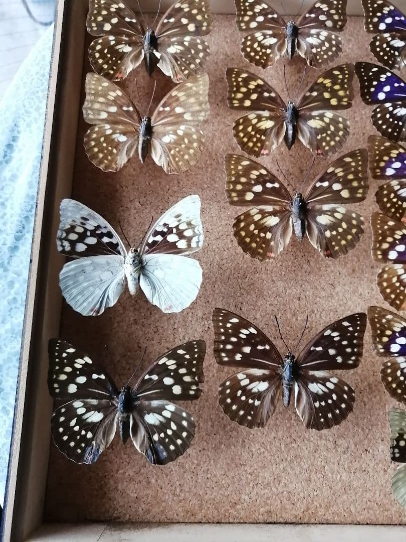 値下げしました。　オオムラサキ　雄 × 雌 セット 標本箱付き