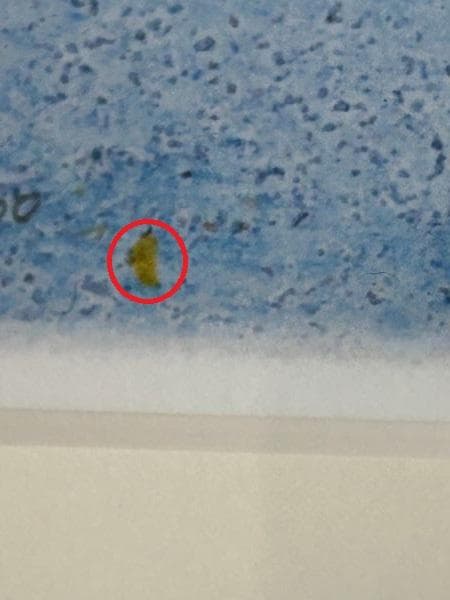 Y【保管品】渡辺あきお　海辺の出会い　ねこ　海　版画　限定　 17/100 レア