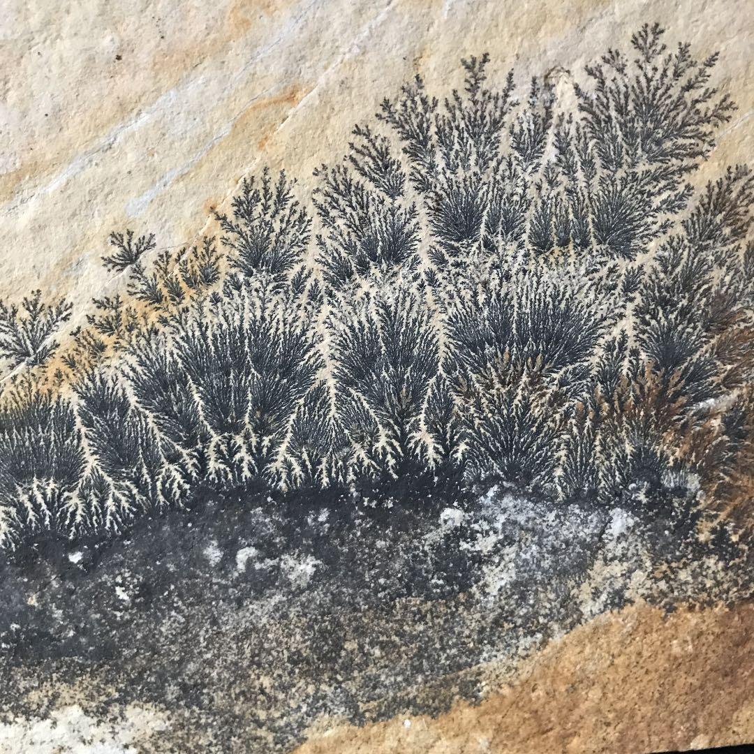 永久に枯れない樹木を封じ込めた石　樹形石(しのぶ石)  Dendrite