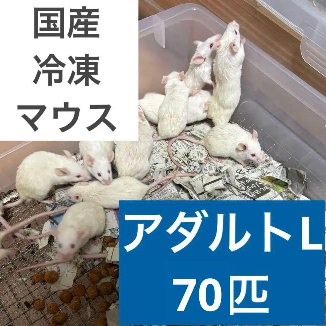 冷凍マウス アダルトL 70匹セット 送料無料