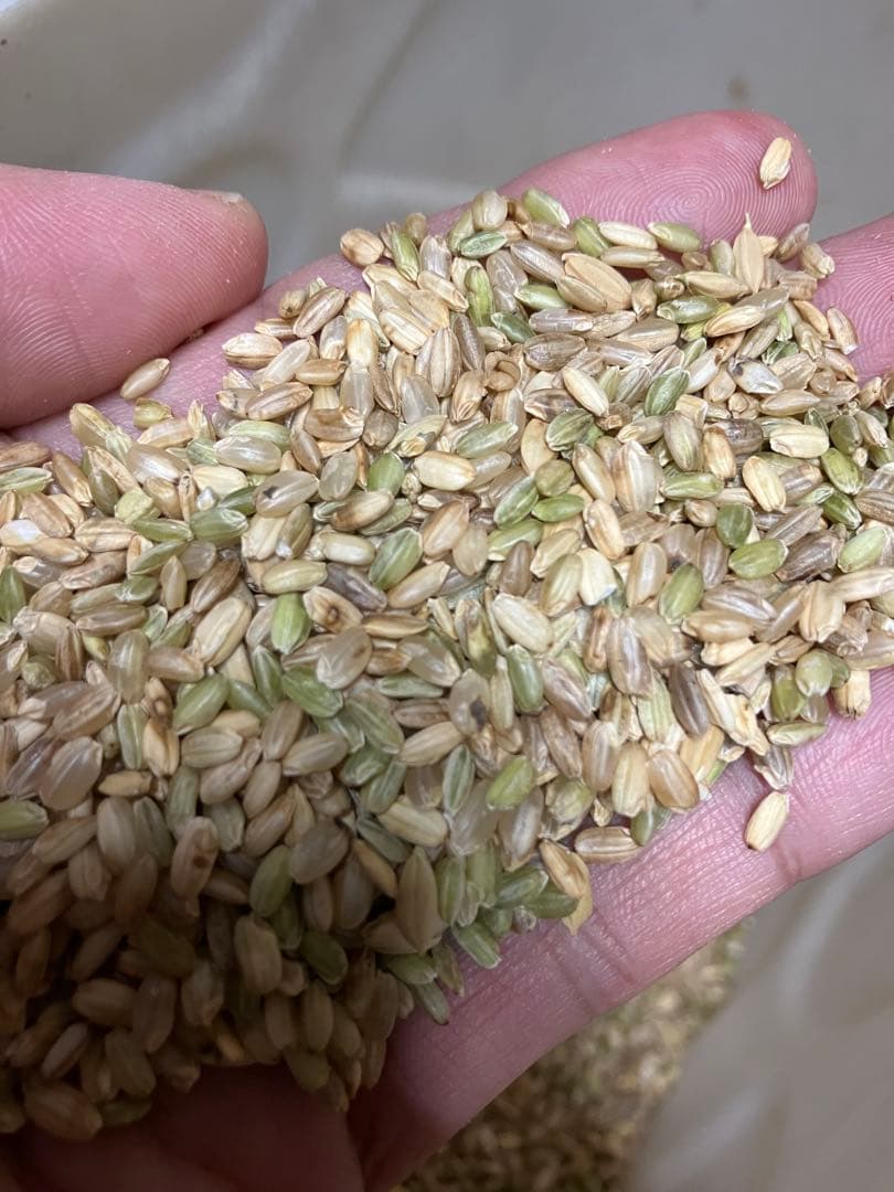 くず米 玄米 30kg