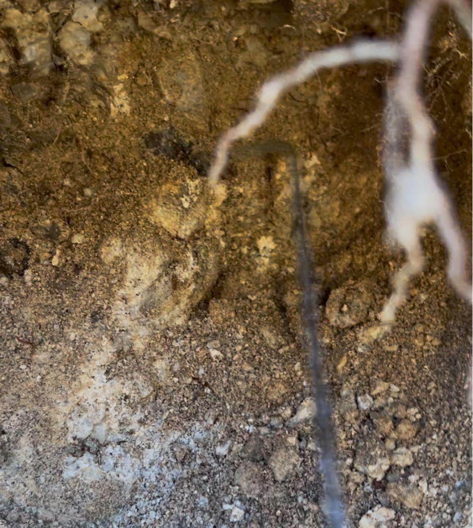 龍神さんのお守り⭐︎国産黒水晶　スモーキークォーツ