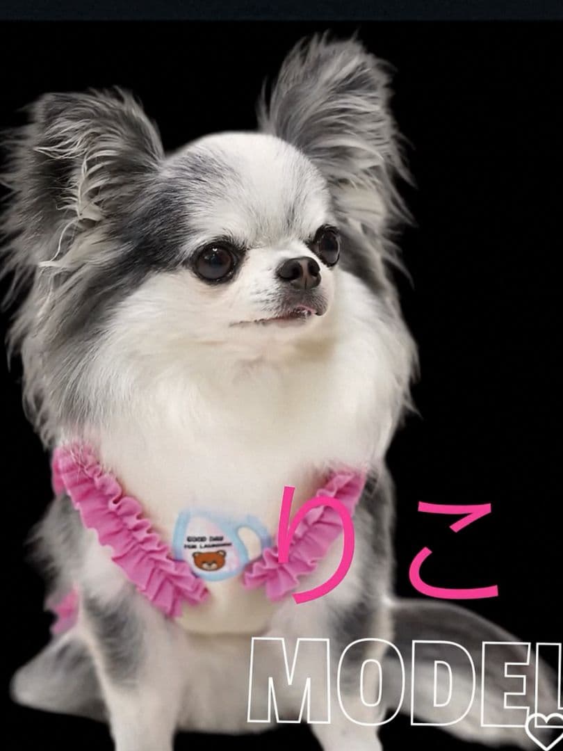 D Laundry Bearフリルタンク＆マット セット　circusサーカス