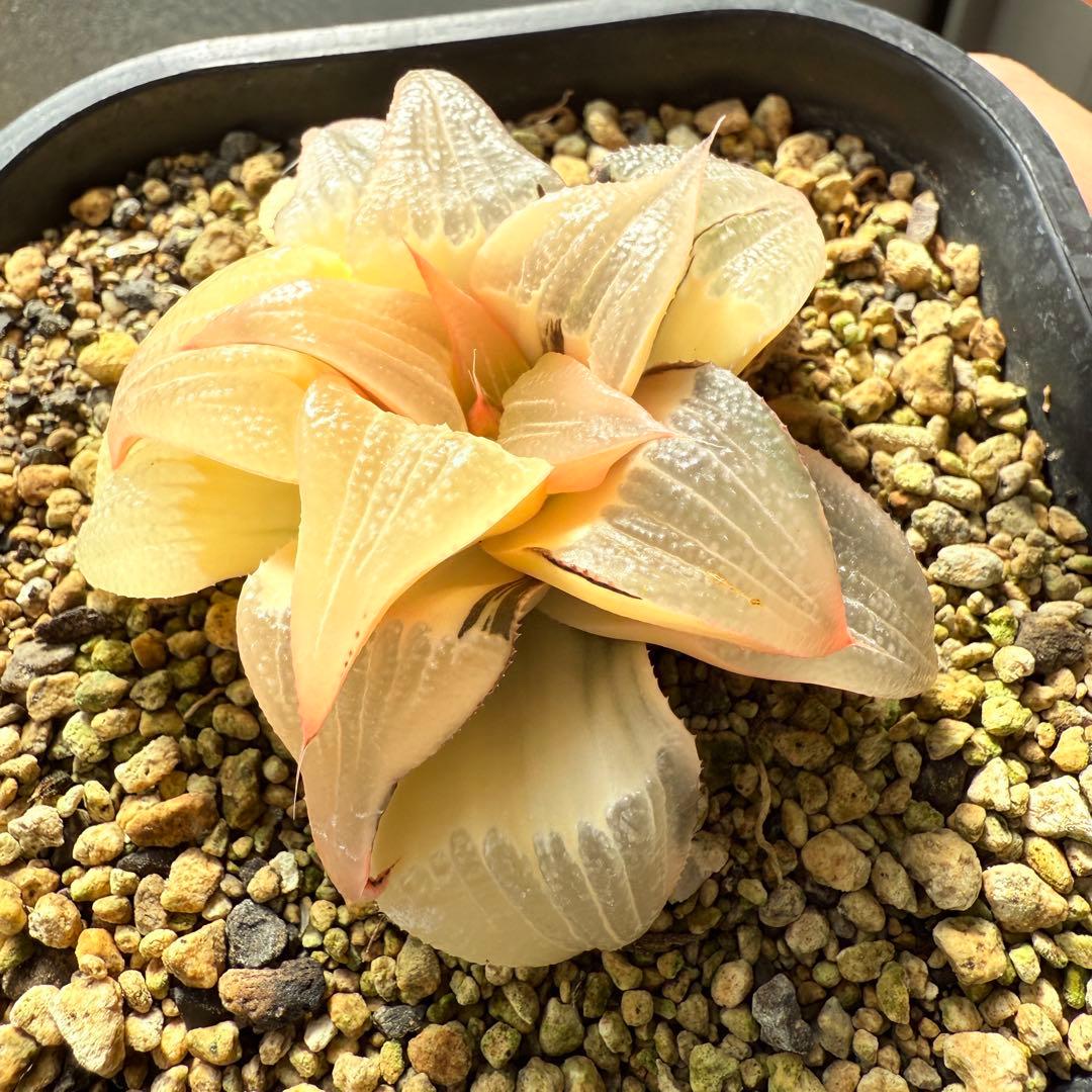 多肉植物 ハオルチア バディア錦 糊斑 12x12cm鉢