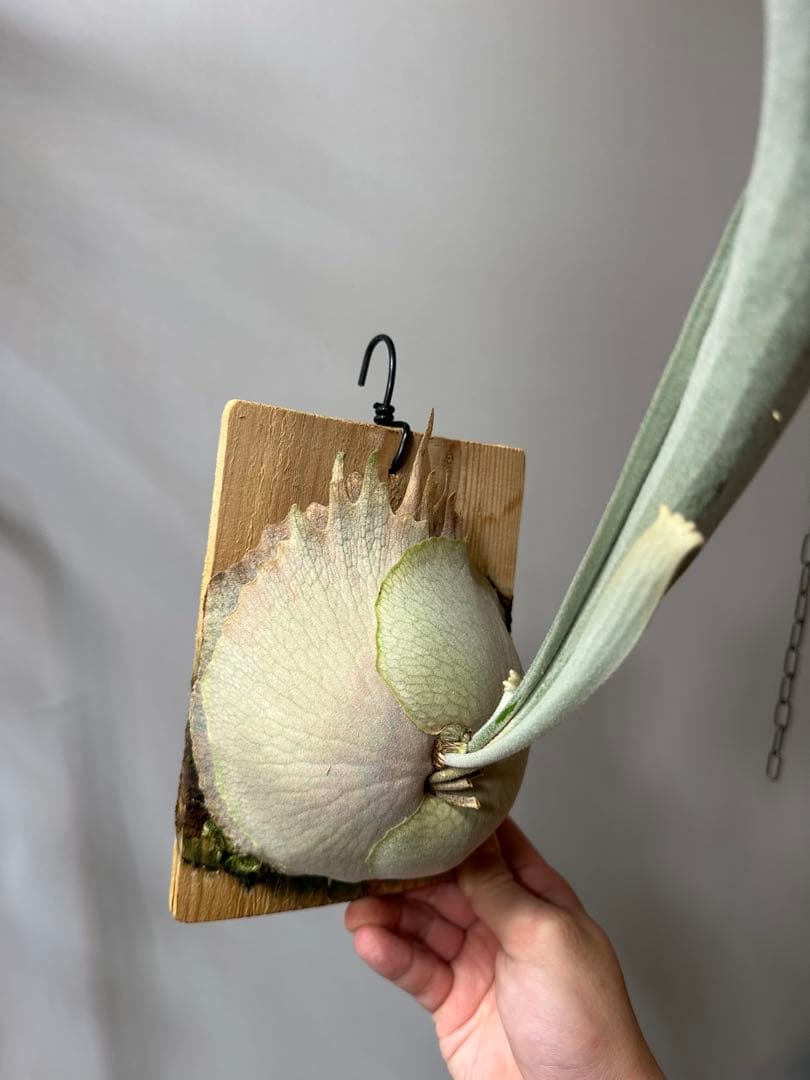 P.veitchii 'Auburn ' 子株販売　ビカクシダ